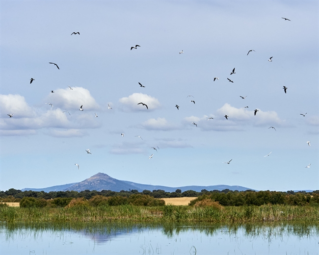 Paisaje de pájaros sobre volando las Tablas de Daimiel